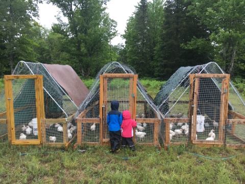 Checking on Chickens In The Rain
